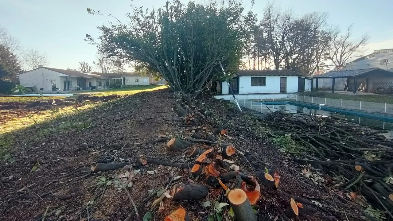 Parc avant travaux : abattage des arbres et terrain à nu